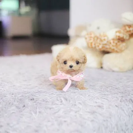 Maltipoo