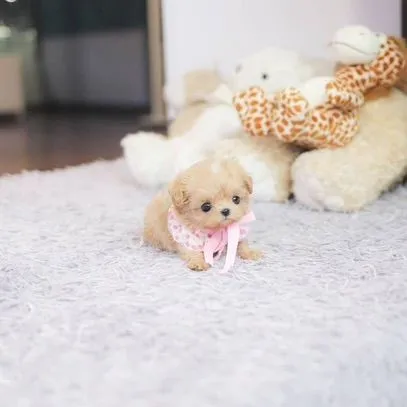 Maltipoo