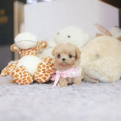 Maltipoo