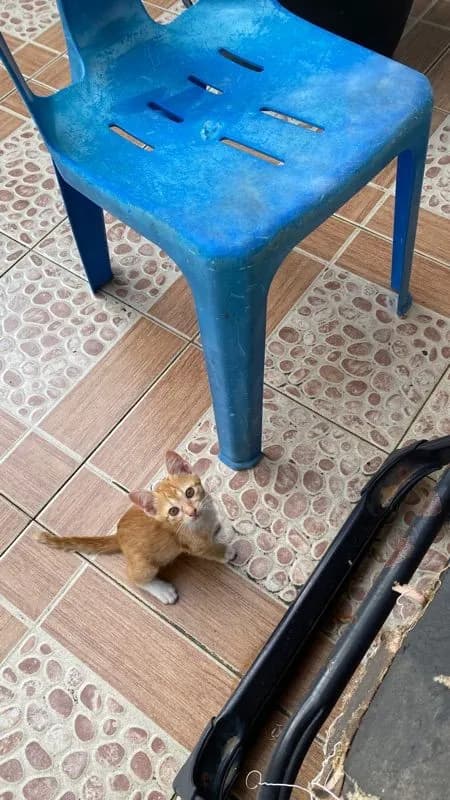 แมว ฟรี‼️ แมวจรเอาลูกมาให้เลี้ยง แจกฟรีค่ะไม่คิดค่าใช้จ่าย