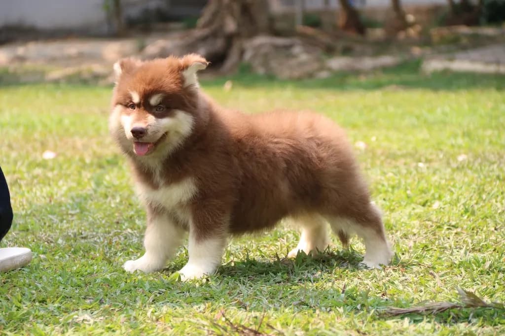 Two Siberian Husky Puppies