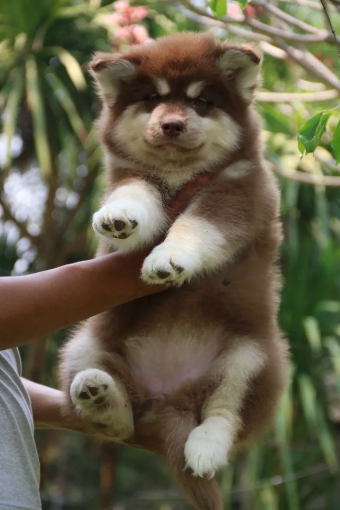 Two Siberian Husky Puppies