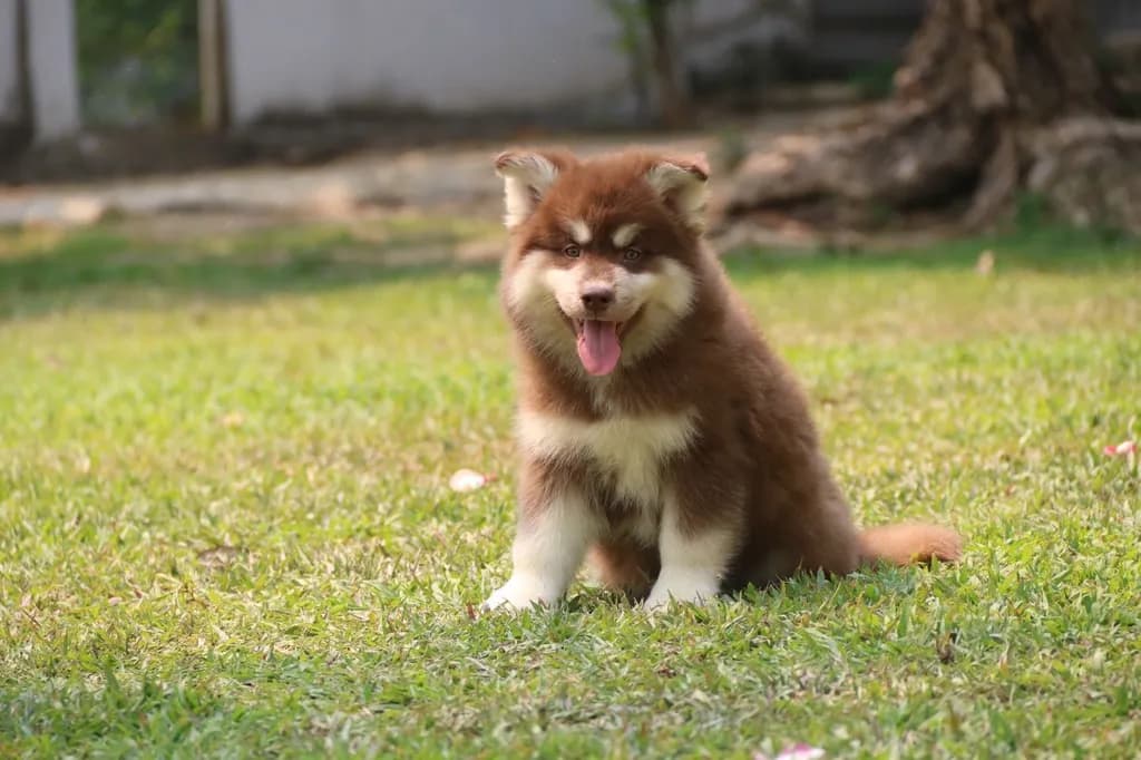 Two Siberian Husky Puppies