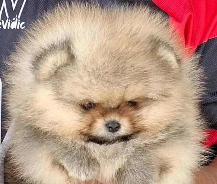 ลูกปอมเพศผู้เมียสายเลือดแชมป์โครงสร้างดี