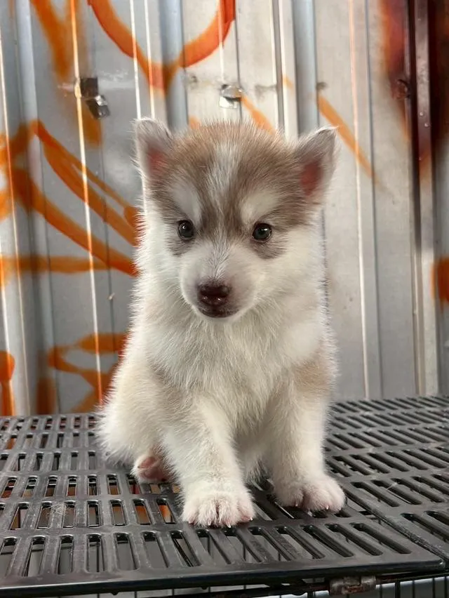 Siberian Husky ไซบีเรียน ฮัสกี้