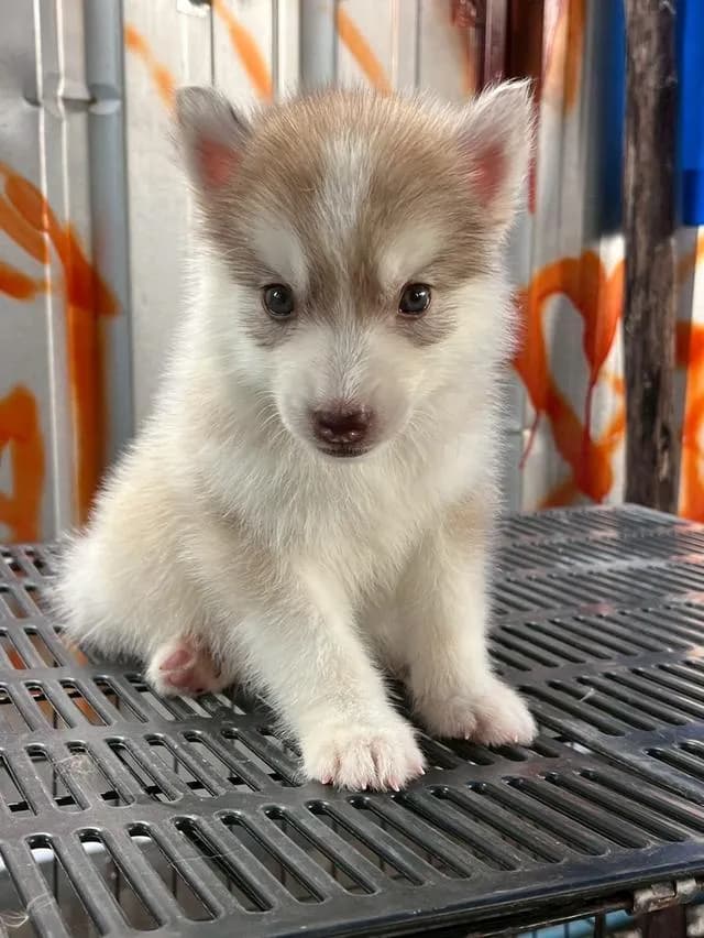 Siberian Husky ไซบีเรียน ฮัสกี้
