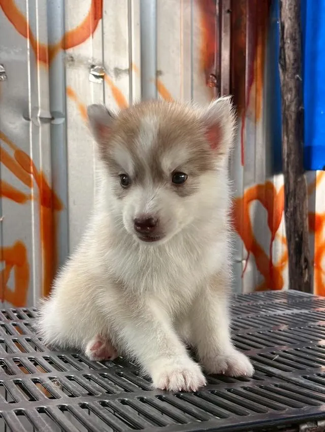 Siberian Husky ไซบีเรียน ฮัสกี้