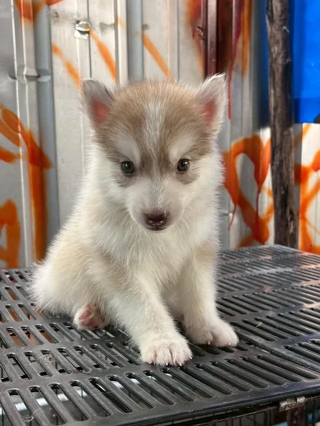 Siberian Husky ไซบีเรียน ฮัสกี้
