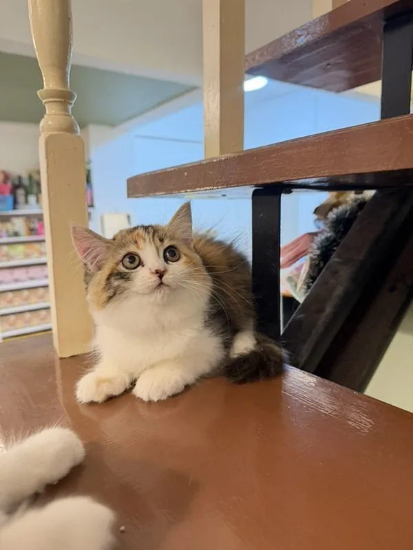 น้องแมวเปอร์เซีย