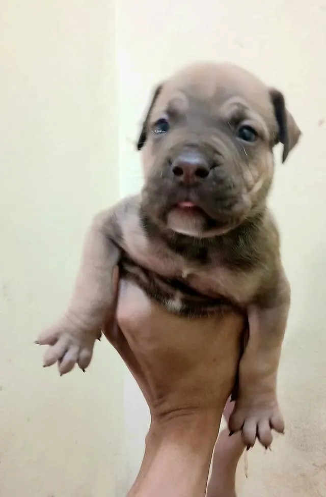 พิทบูล แบนด็อก" (Pitbull Bandog