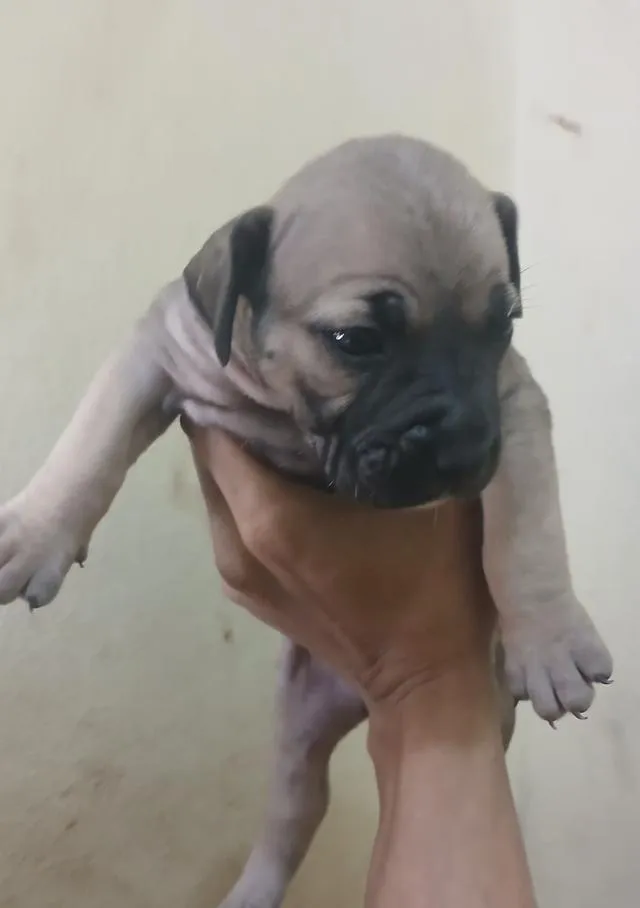 พิทบูล แบนด็อก" (Pitbull Bandog