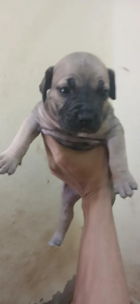 พิทบูล แบนด็อก" (Pitbull Bandog