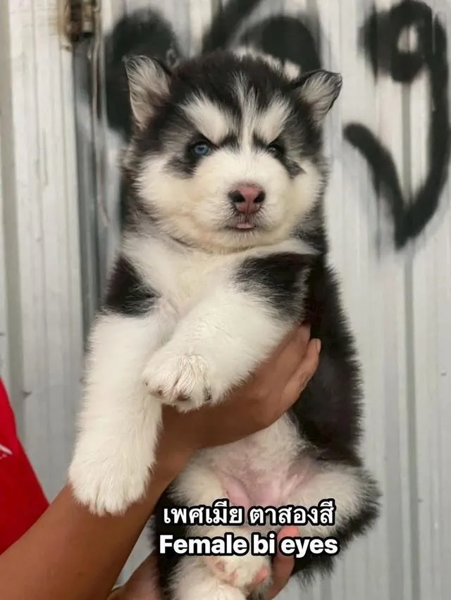 ไซบีเรียนวูดลี่โค้ชช