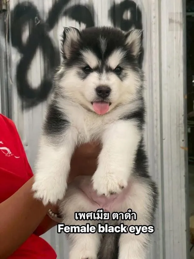 ไซบีเรียนวูดลี่โค้ชช