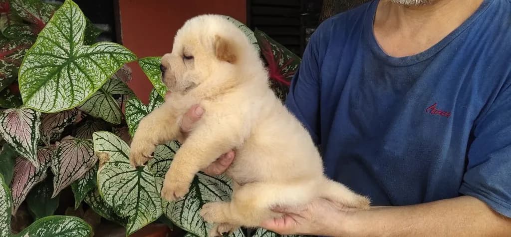 สุนัขชาไป่ย