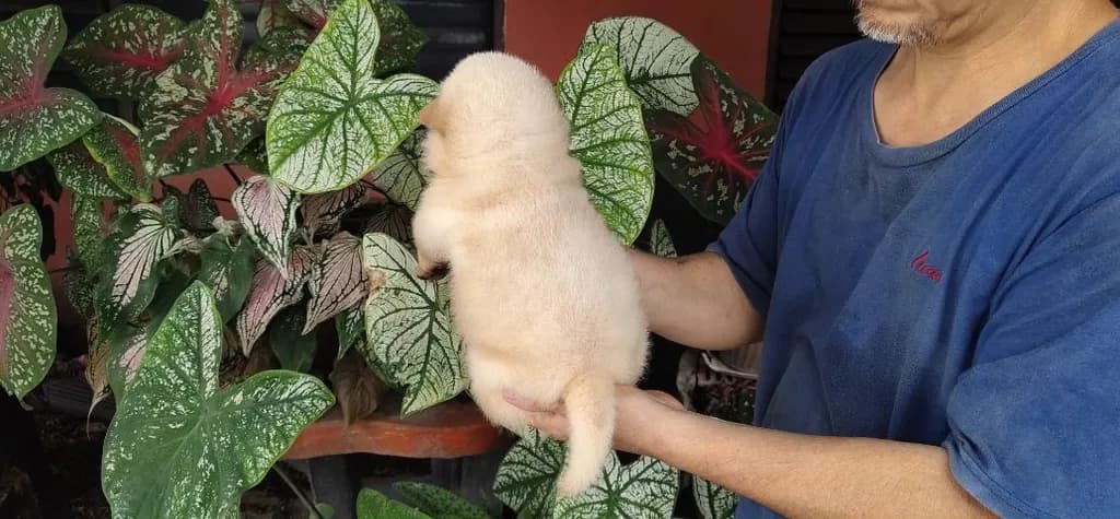 สุนัขชาไป่ย