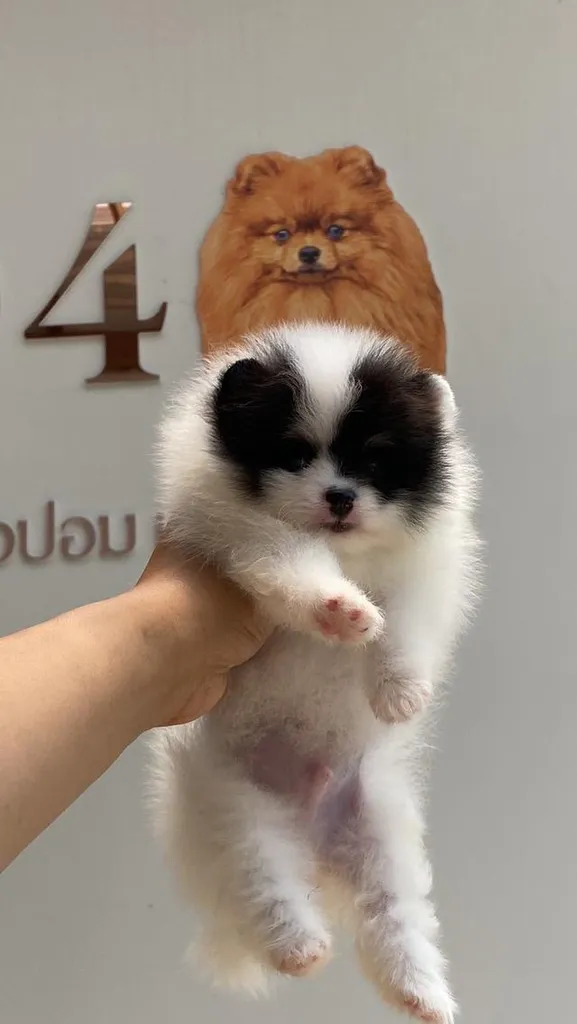 สุนัขพัรปอมเมอเรเนี่ยน