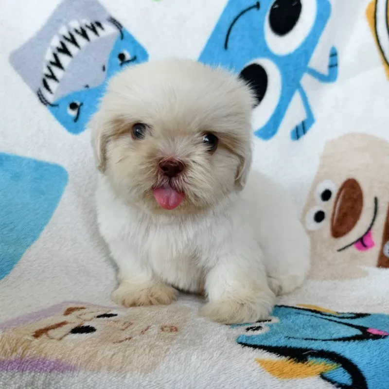 ชิสุแท้