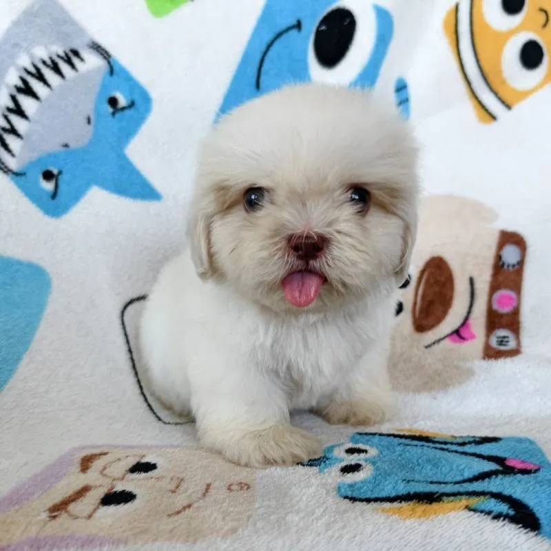 ชิสุแท้