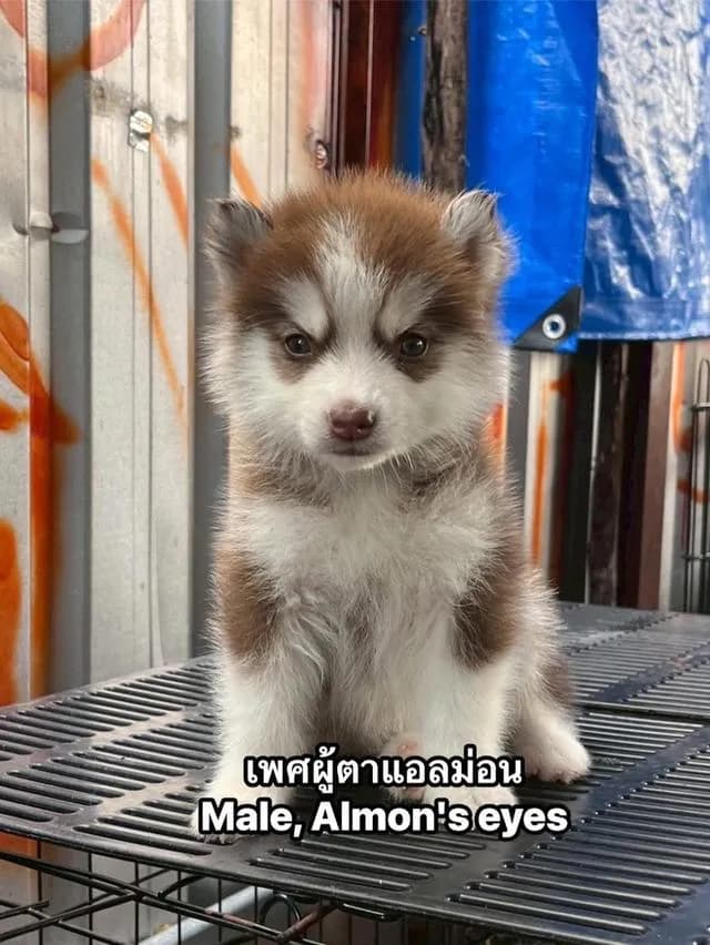 ❌ได้บ้านแล้ว❌ไซบีเรียน สแตนดาร์ด+ขนยาว