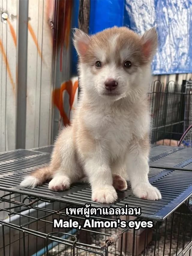 ❌ได้บ้านแล้ว❌ไซบีเรียน สแตนดาร์ด+ขนยาว