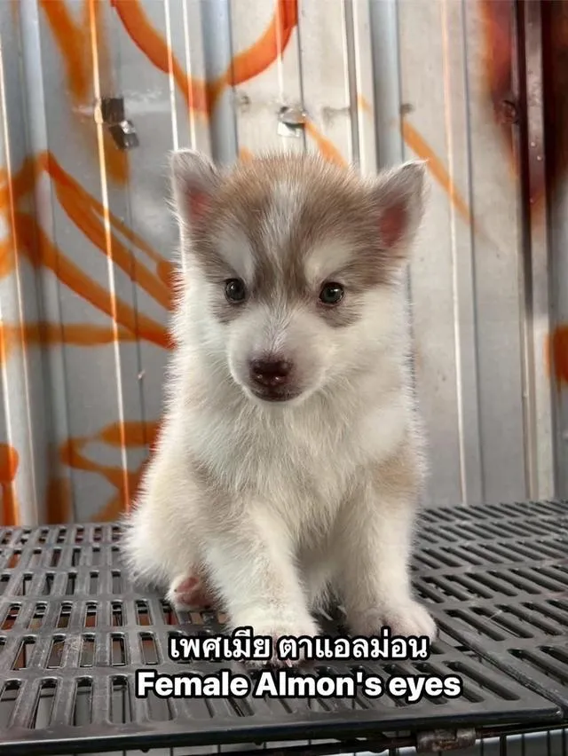 ❌ได้บ้านแล้ว❌ไซบีเรียน สแตนดาร์ด+ขนยาว