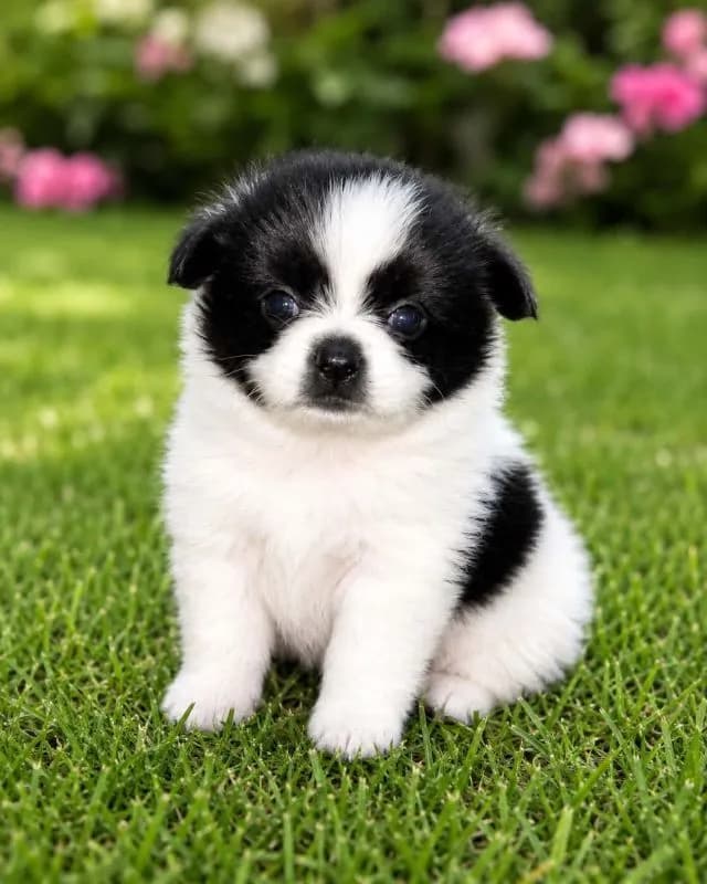น้องปอมผสมผู้.1 ตัวเมีย 2 ตัวตัวละ 2,500 บาทยกคอก 5000 บาทเกิด8เมษา