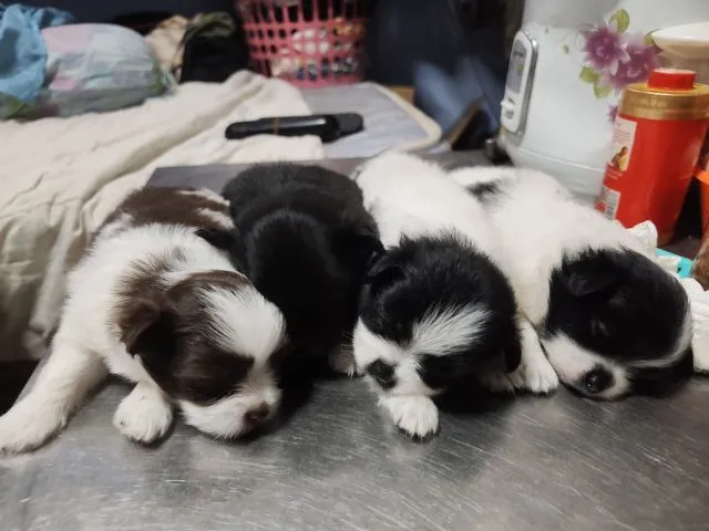 น้องปอมผสมผู้.1 ตัวเมีย 2 ตัวตัวละ 2,500 บาทยกคอก 5000 บาทเกิด8เมษา
