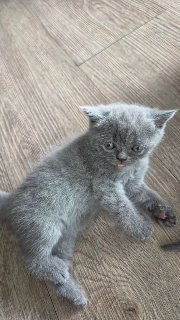 น้องแมว British x Scottish สีบลู
