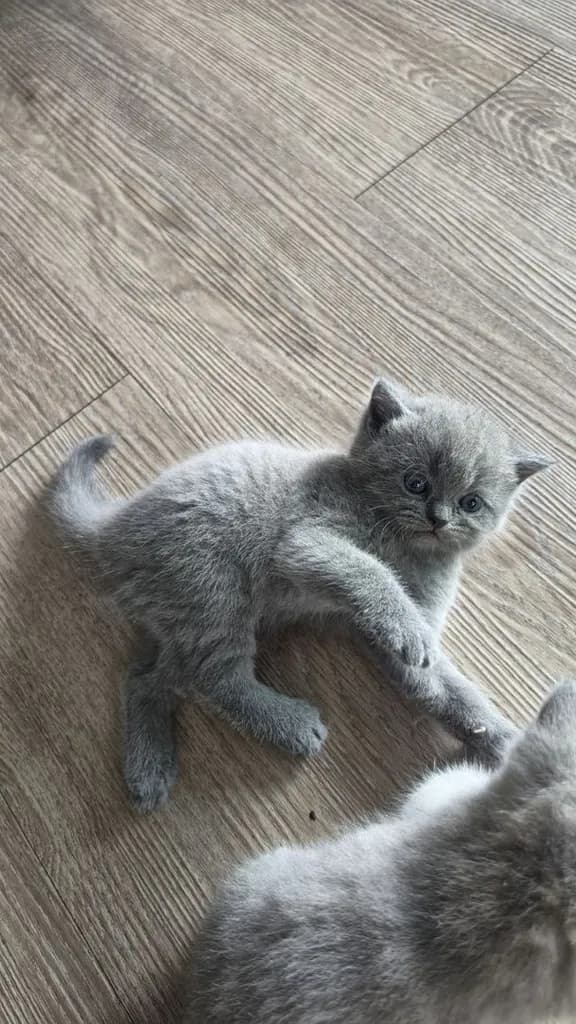 น้องแมว British x Scottish สีบลู