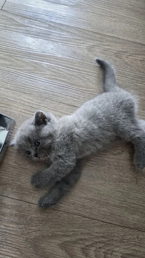 น้องแมว British x Scottish สีบลู
