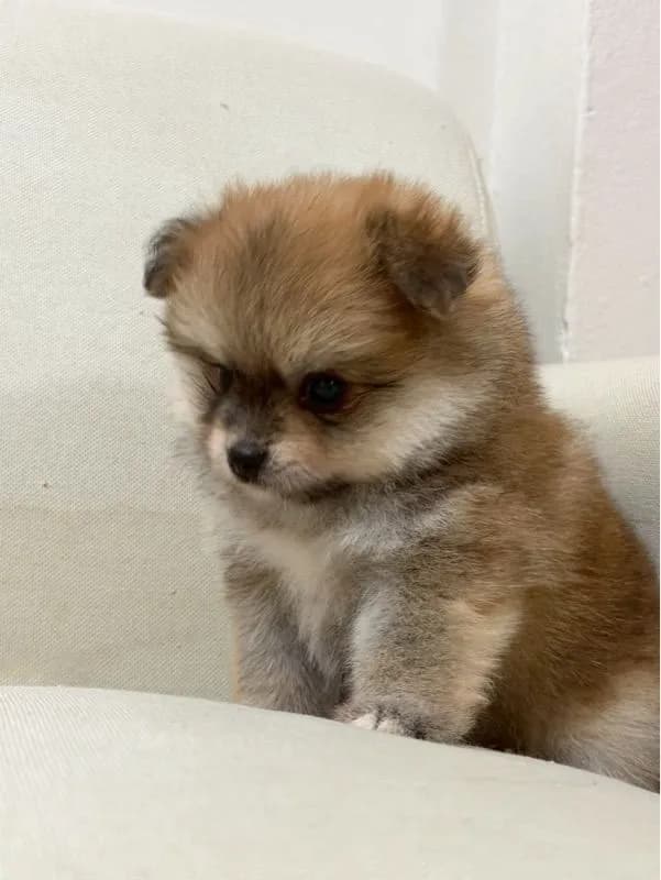 ปอมแท้