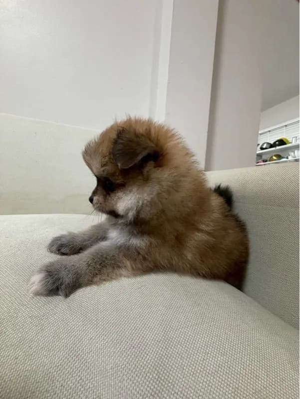 ปอมแท้
