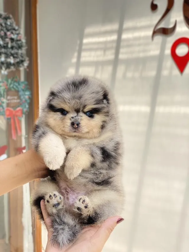 สุนัขพันปอมเมอเรเนี่ยน