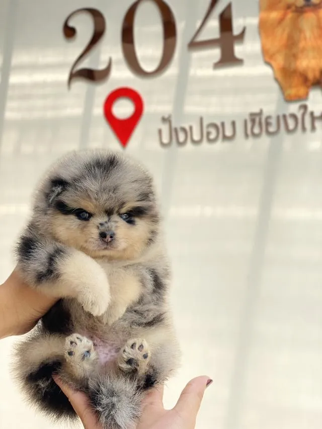 สุนัขพันปอมเมอเรเนี่ยน