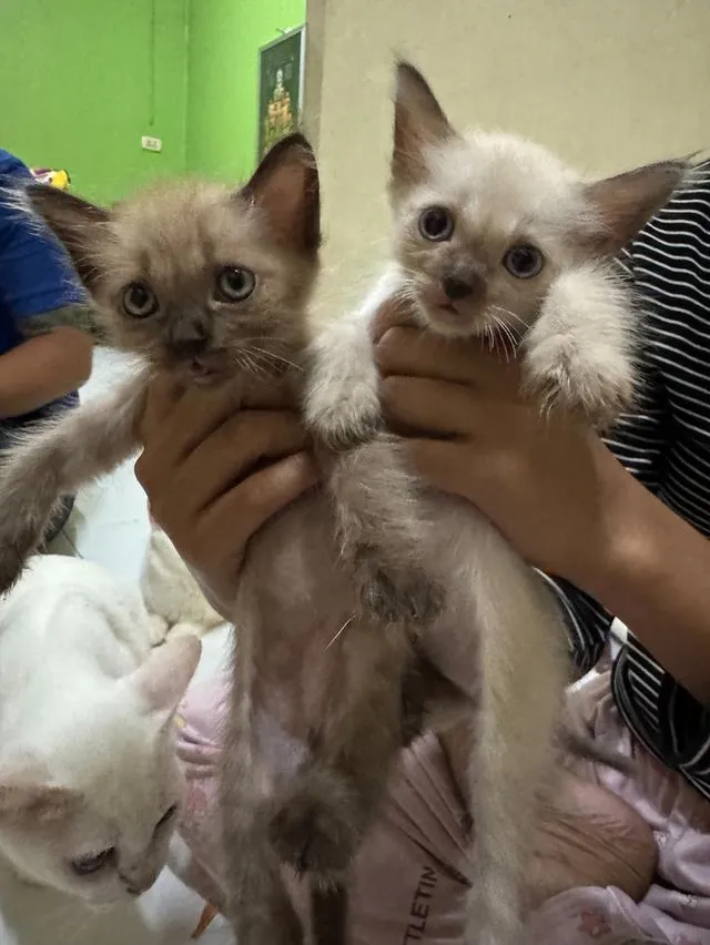 ลูกแมว แมวเด็กหาบ้าน
