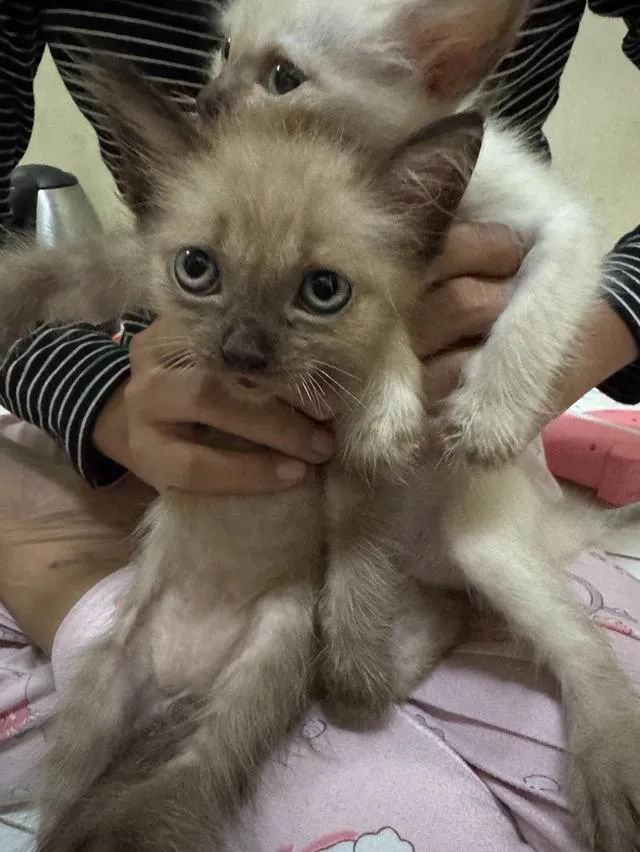 ลูกแมว แมวเด็กหาบ้าน