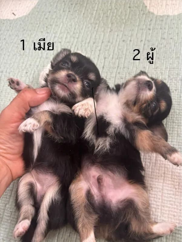 ชิวาวาขนยาว ผู้กับเมียตัวละ4000