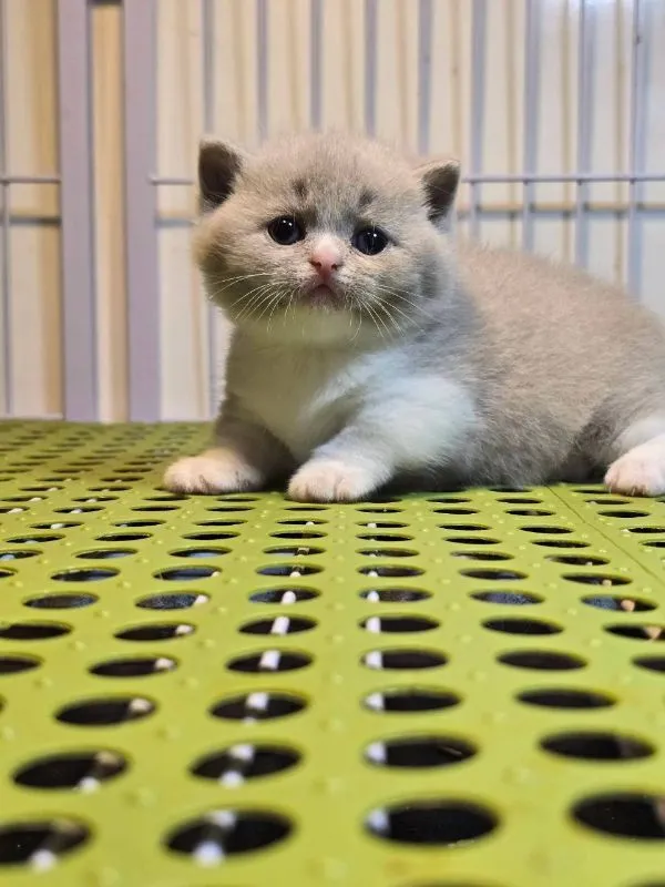 ลูกแมวบริติชมันช์กิ้น