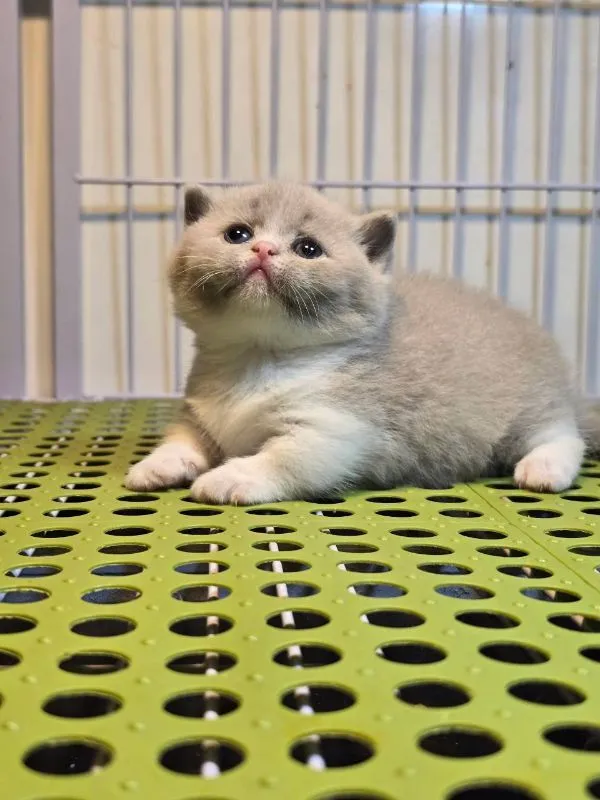ลูกแมวบริติชมันช์กิ้น