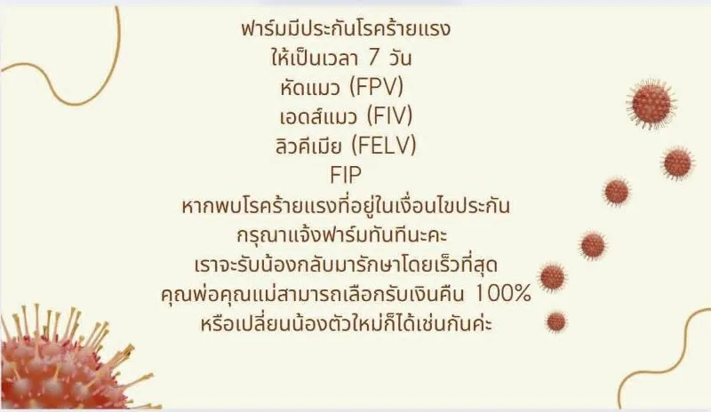 ลูกแมวบริติชมันช์กิ้น