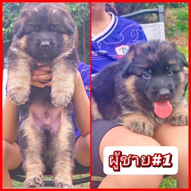 ลูกสุนัขเยอรมันเชพเพิร์ดแท้