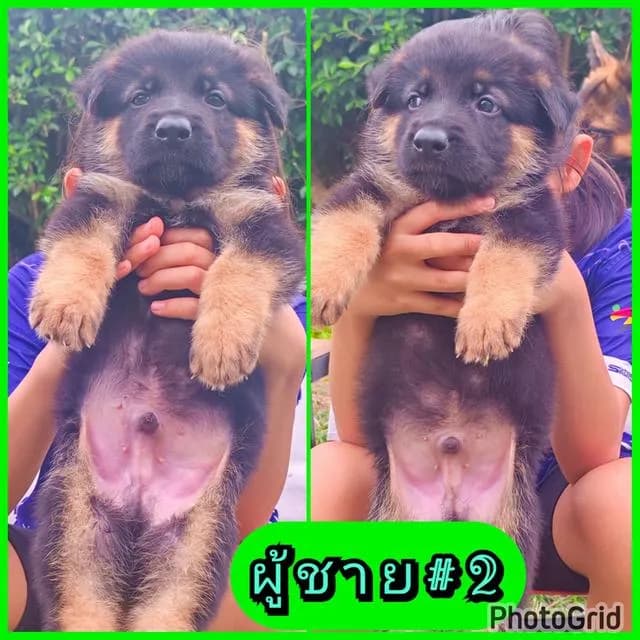 ลูกสุนัขเยอรมันเชพเพิร์ดแท้