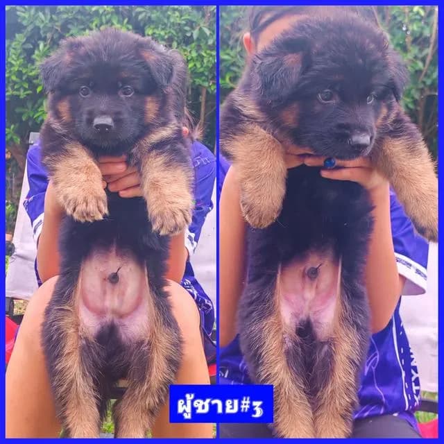 ลูกสุนัขเยอรมันเชพเพิร์ดแท้