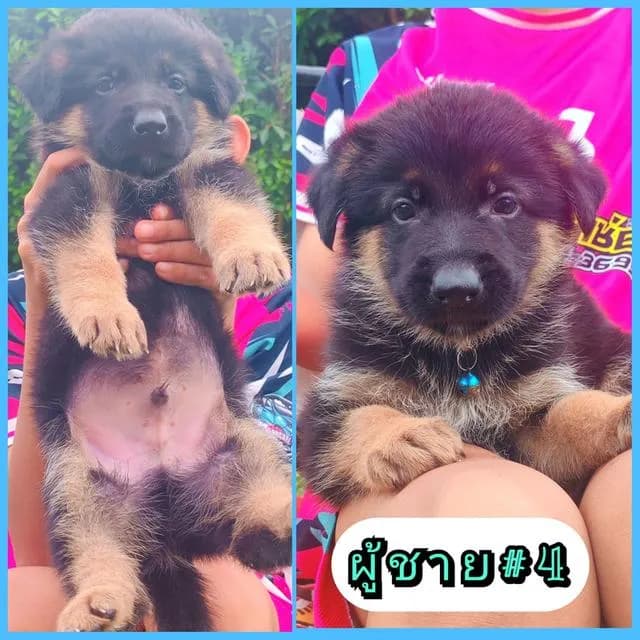 ลูกสุนัขเยอรมันเชพเพิร์ดแท้