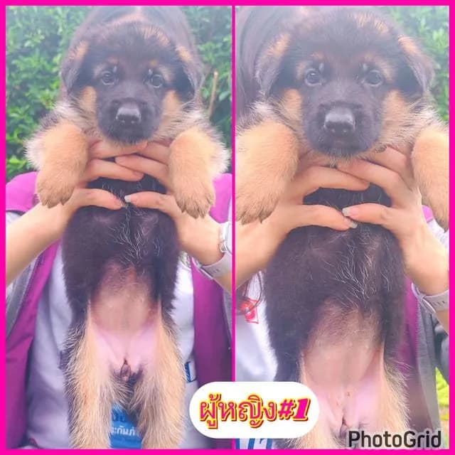 ลูกสุนัขเยอรมันเชพเพิร์ดแท้