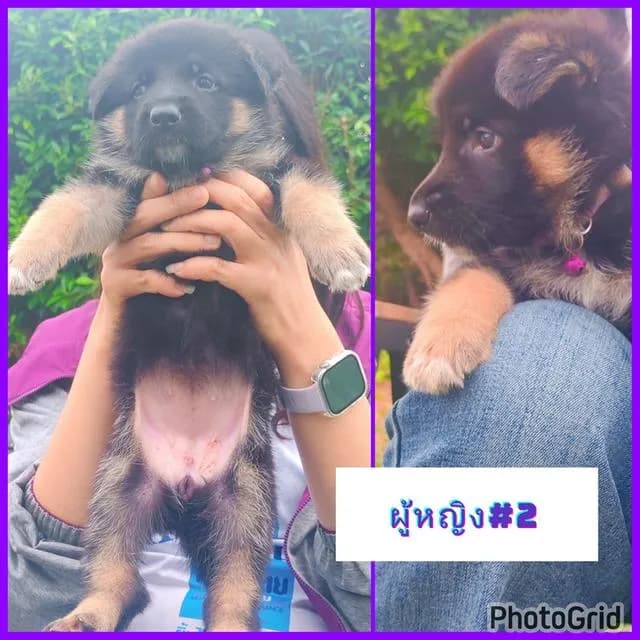 ลูกสุนัขเยอรมันเชพเพิร์ดแท้