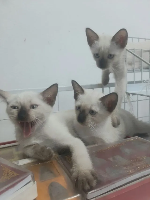 ลูกแมววิเชียรมาศ มีใบเพดดีกรี