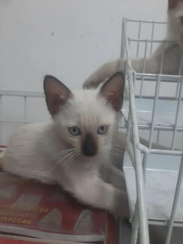 ลูกแมววิเชียรมาศ มีใบเพดดีกรี