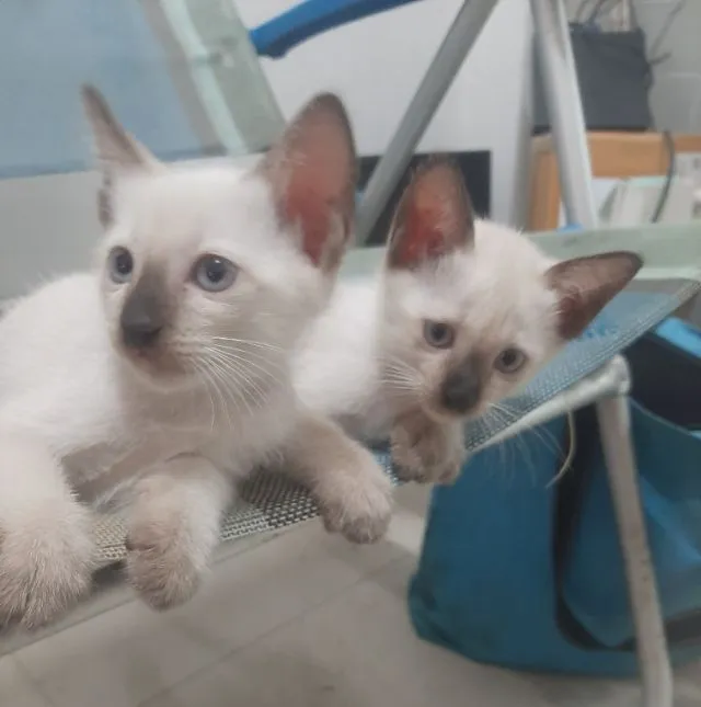 ลูกแมววิเชียรมาศ มีใบเพดดีกรี